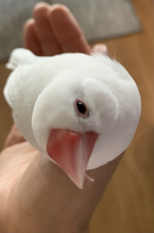 上目遣い文鳥