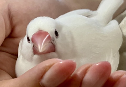 手のひらの上に文鳥体全体