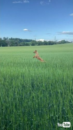 カンガルーに見えるワンコ