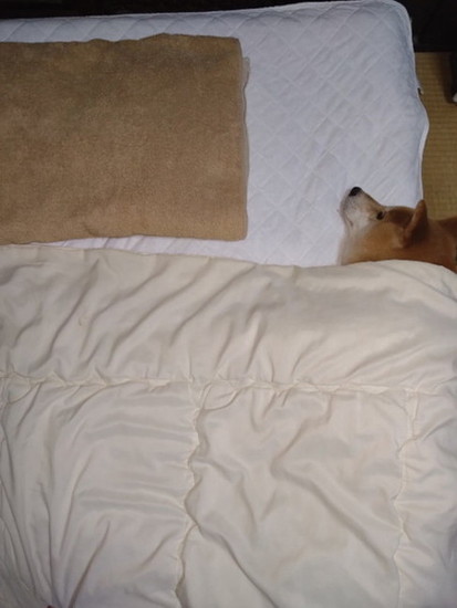 布団に入った犬