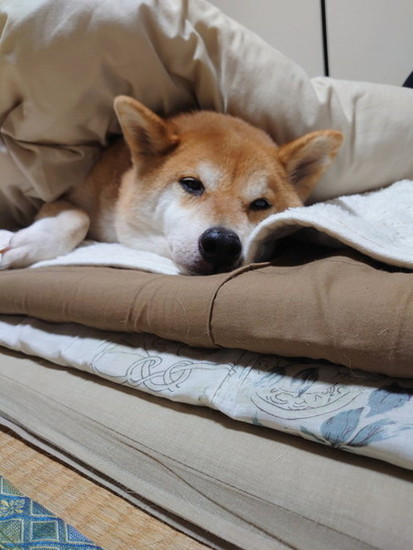 眠そうな犬