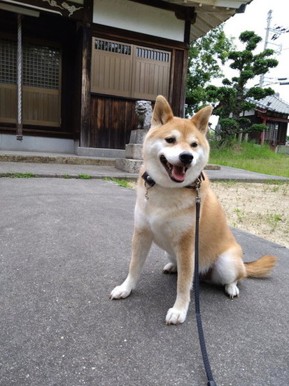 神社と犬