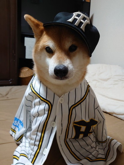 阪神を応援する犬