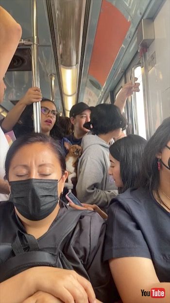 電車で居眠りする犬