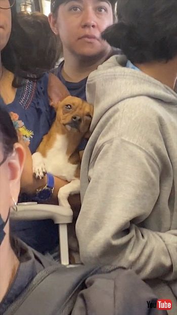 電車で居眠りする犬