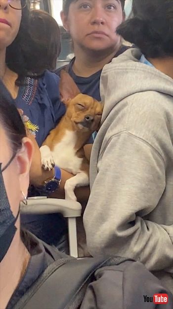 電車で居眠りする犬