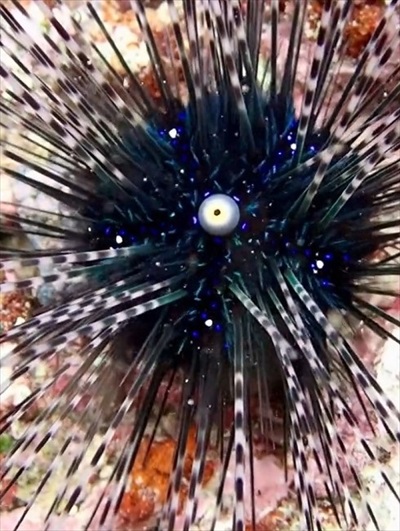 ペンライトを振ってるようなガンガゼ