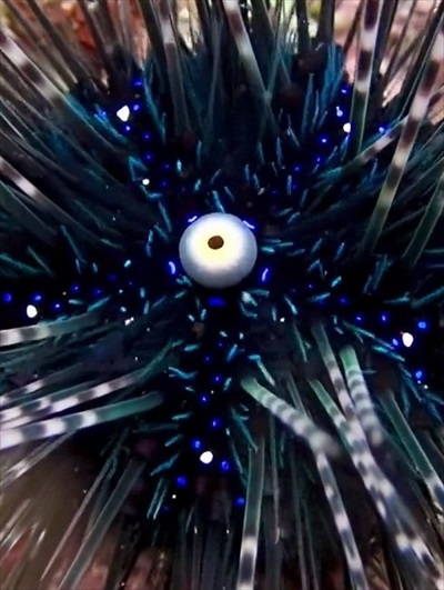 ガンガゼの真ん中の白い丸