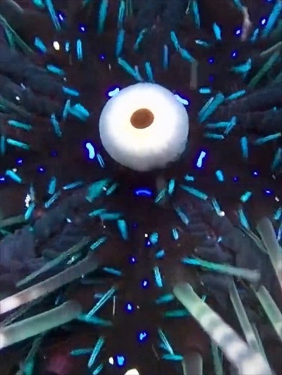 青やエメラルドグリーンに光る部分