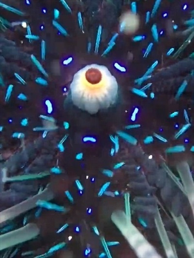 目玉のような部分が収縮