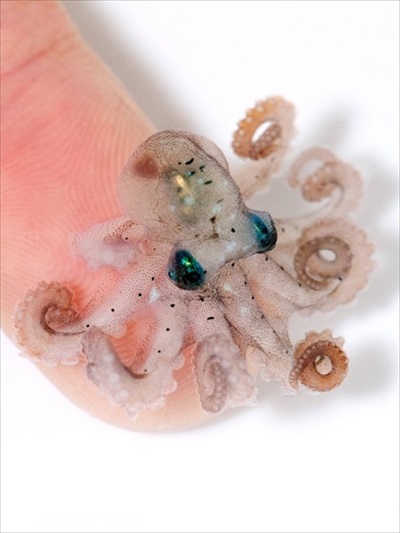 タコの赤ちゃん