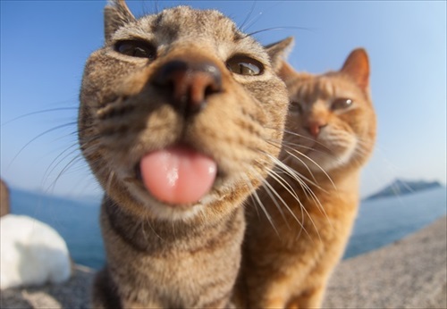 コメディペット写真コンテスト