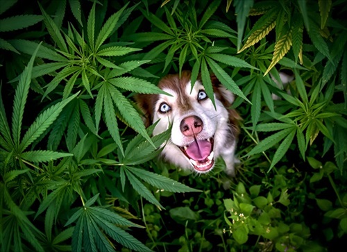 コメディペット写真コンテスト