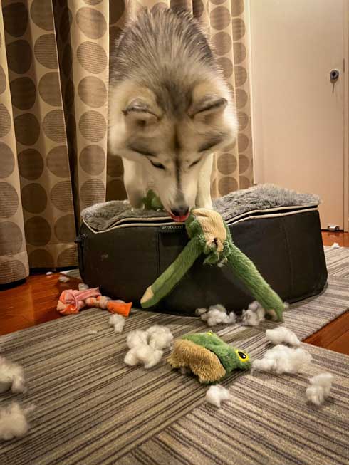 留守番ハスキー大惨事