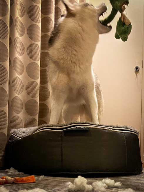 留守番ハスキー大惨事