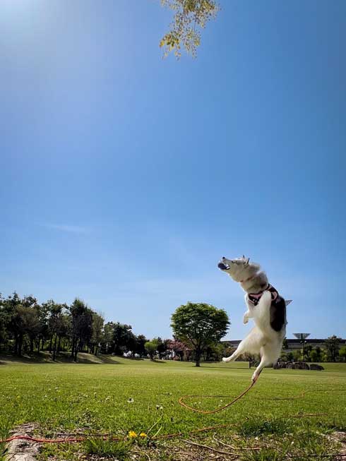 留守番ハスキー大惨事