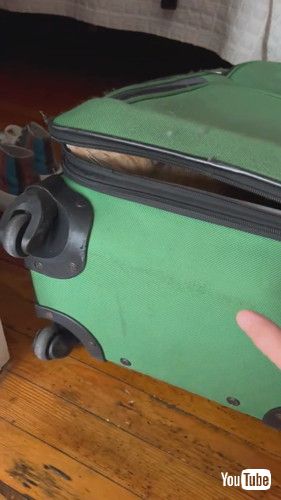 スーツケースに入っている猫