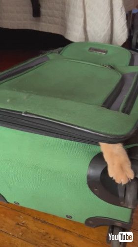 スーツケースに入っている猫