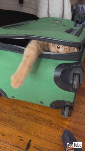 スーツケースに入っている猫