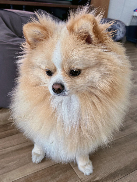 絶望するワンコ