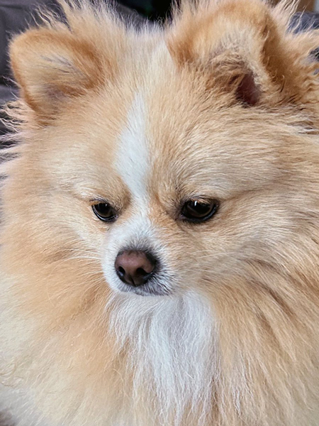 絶望するワンコ