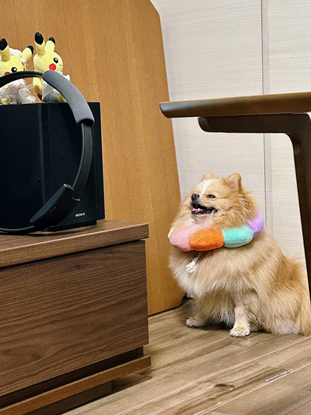 お利口に座ってれば全てが手に入る