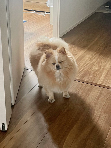 一応起きてくるワンコ