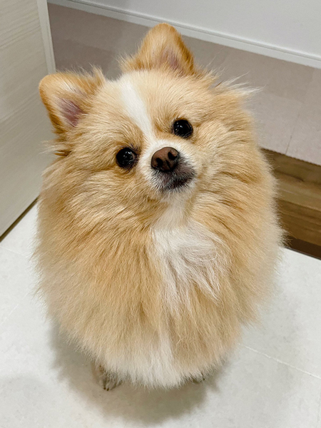 犬用シャンプー