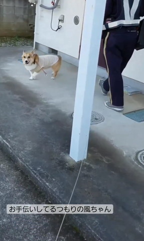 お手伝いしてるつもりテロップ