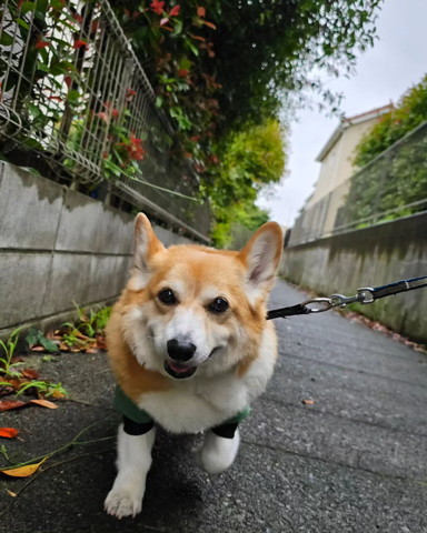 散歩してるワンコ正面