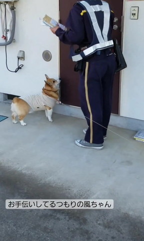 1階のアパートに投函する郵便屋さんと見てるワンコ