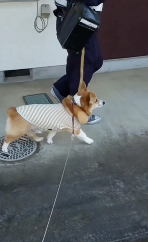 歩く郵便屋さんとワンコ横顔