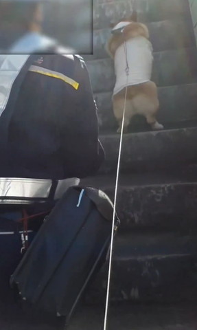 階段のぼるワンコ