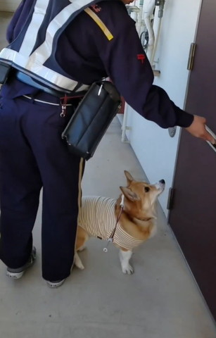 ボスト投函を見守るワンコ横顔