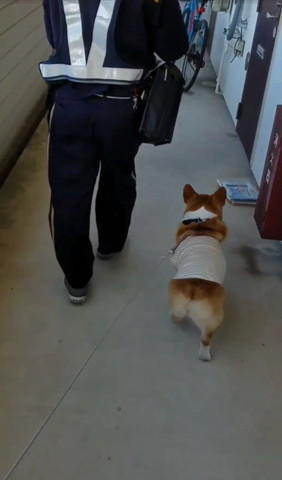 郵便屋さんとワンコ後ろ姿