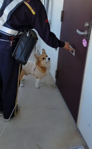 ボスト投函を見守るワンコななめよこ