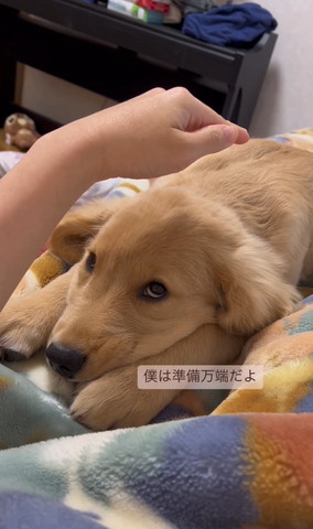 僕は準備万端だよテロップ