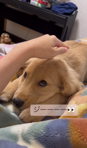 ジーーテロップ