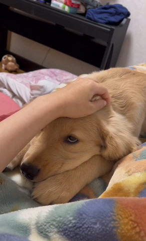 なでられてとろけてるワンコ