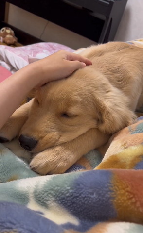 なでられて寝てるワンコ