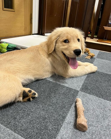 振り向いて笑顔ワンコ