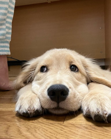 両前足顔の横伏せしてるワンコ正面