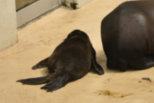 アシカの赤ちゃん