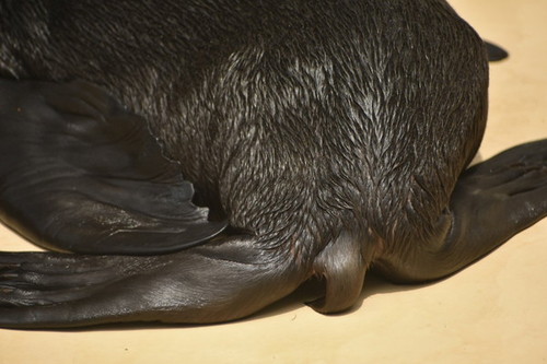 アシカのしっぽ