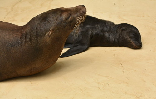 寝ているアシカ