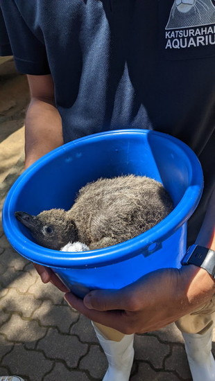 ペンギンの赤ちゃん