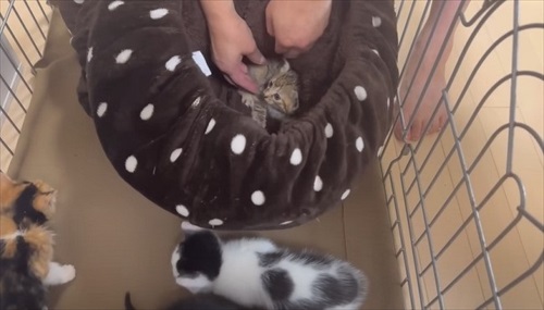 ウルリコファミリー、子猫の預かりさんになる