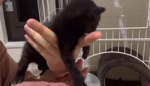 ウルリコファミリー、子猫の預かりさんになる