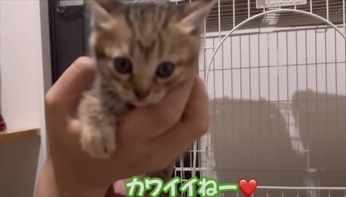 ウルリコファミリー、子猫の預かりさんになる