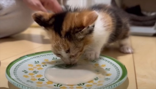 ウルリコファミリー、子猫の預かりさんになる